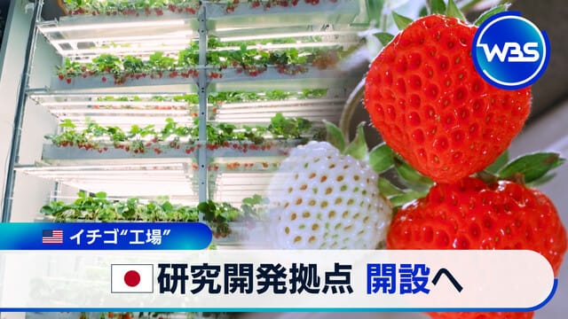 テレビ東京『WBS』にて報道