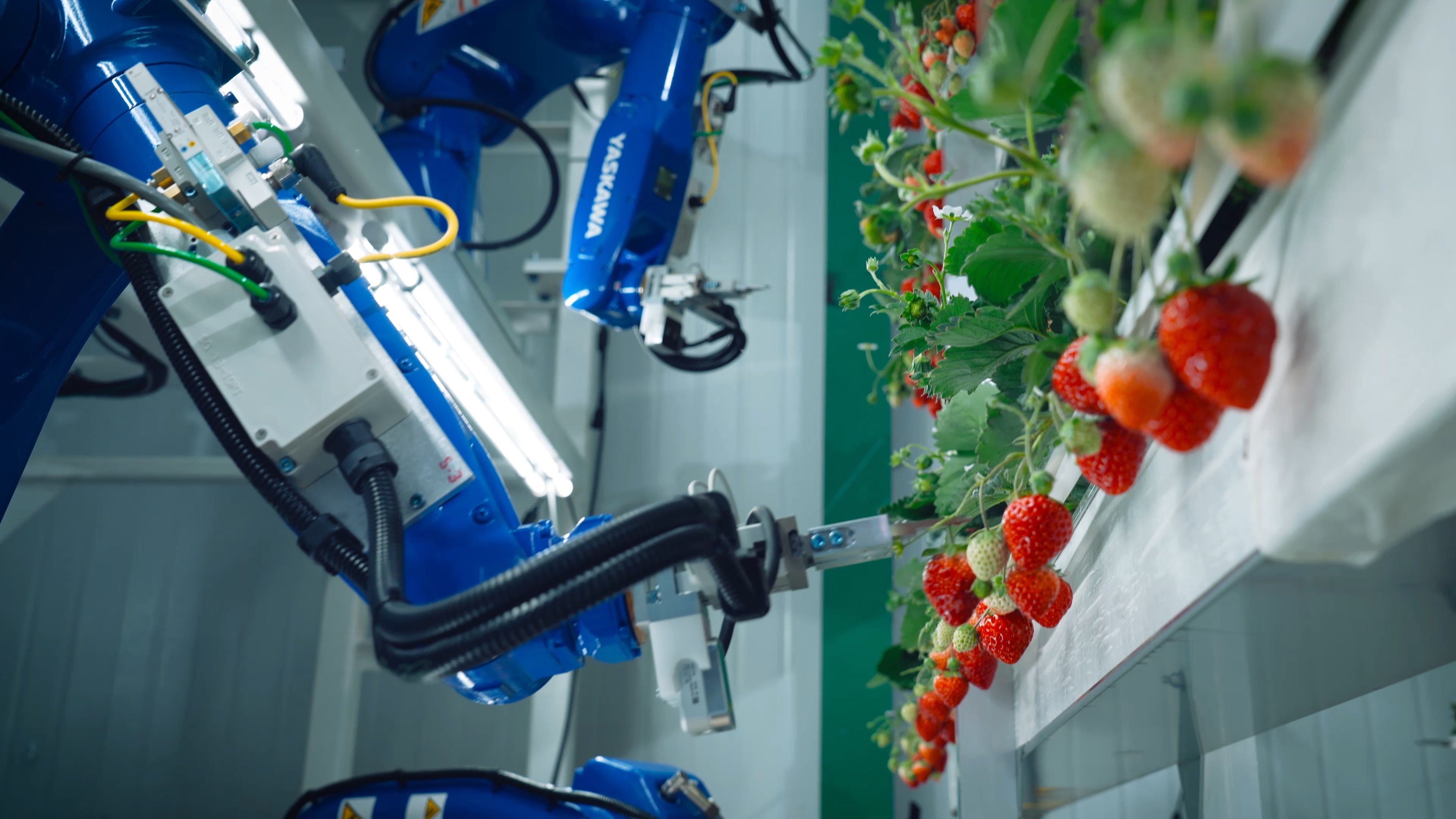サステナビリティと自動化を追求した次世代植物工場「メガファーム」を稼働