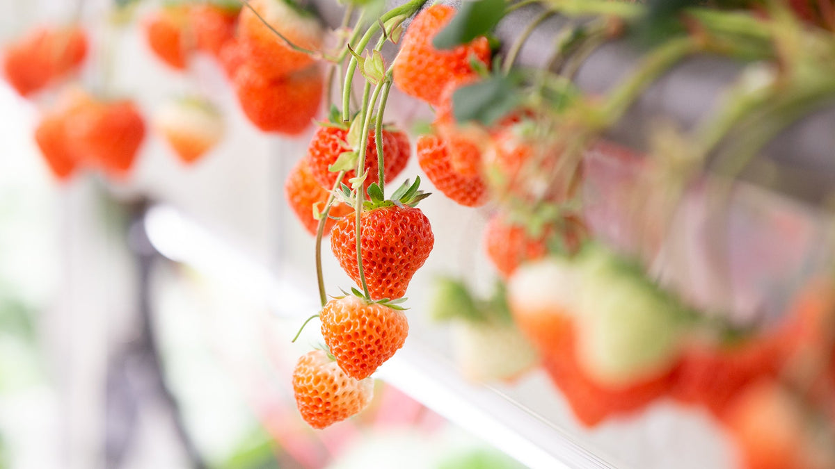 NewsPicks『話題をまとめ読み』に掲載