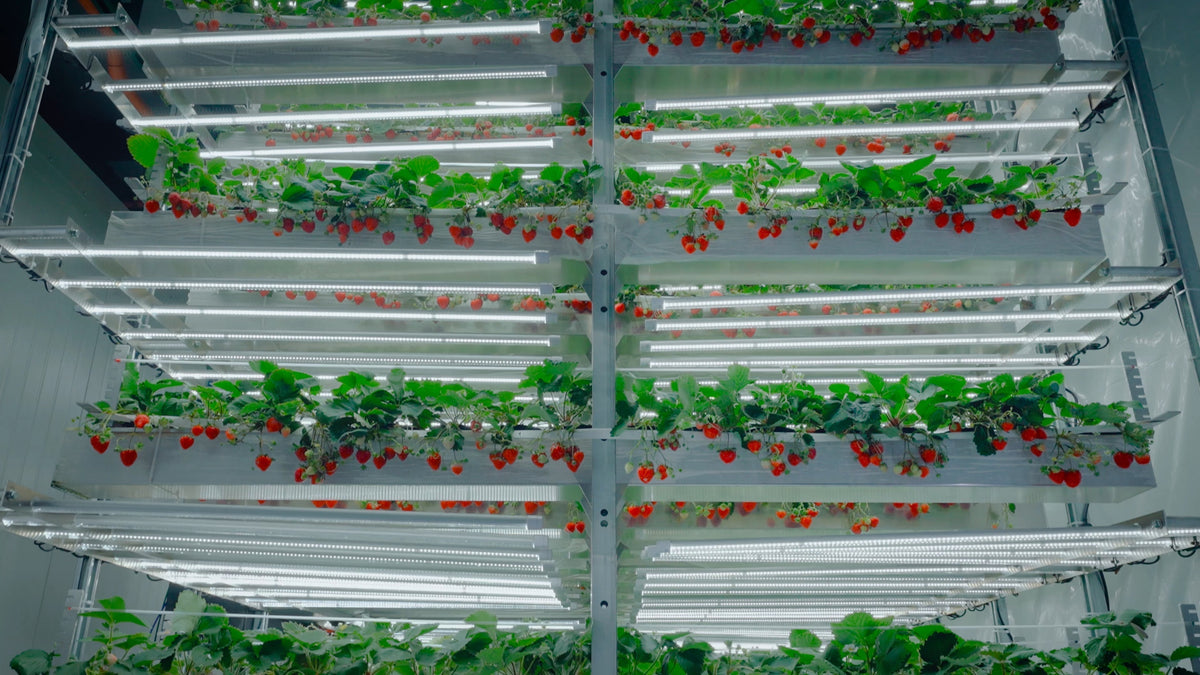 農業WEEKに日本社長の鈴木が登壇(10/2)