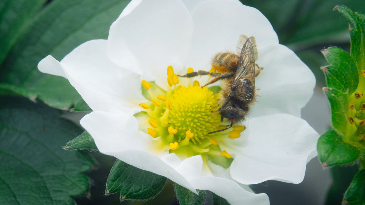 いちごの花にとまるミツバチ