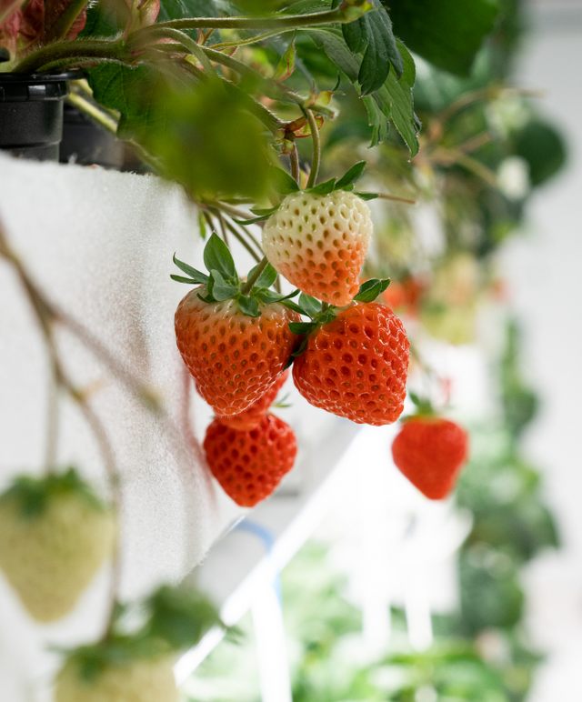 The Omakase Berry®