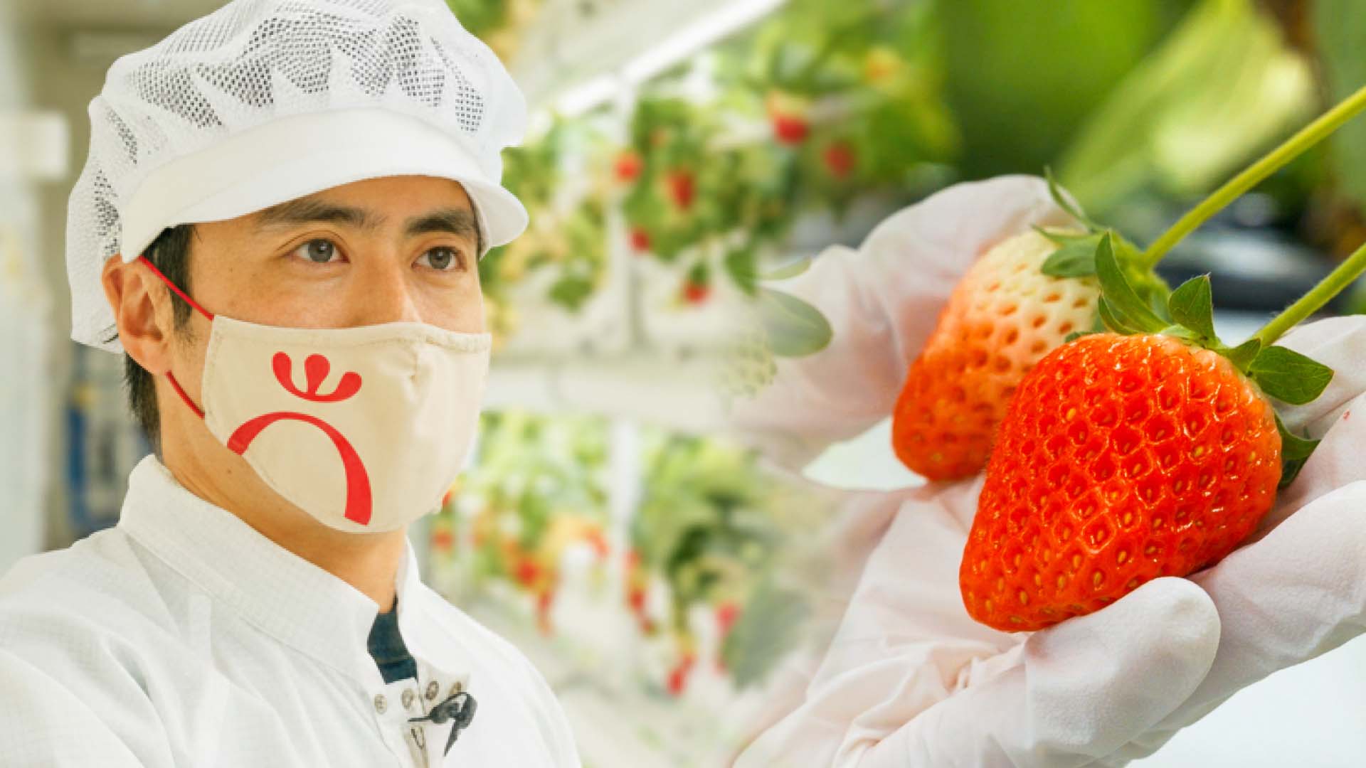 Oishii Farm | サステナブルな農業革命を