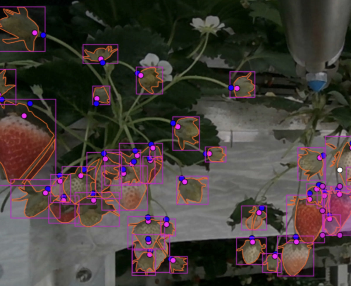 収穫ロボットのカメラ映像で、いちご一つひとつを画像認識で判定している画面